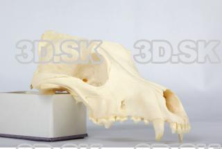 Skull Dog 0039